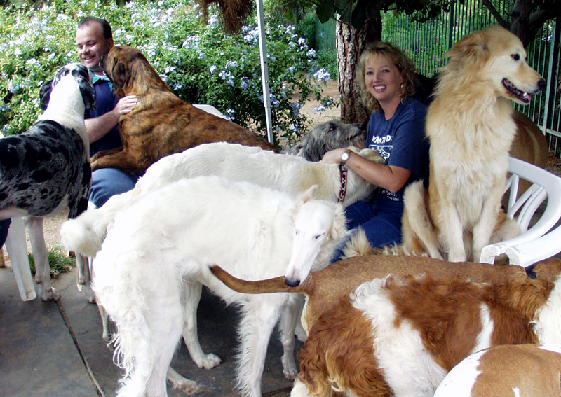 Gentle Giants Rescue And Adoptions 